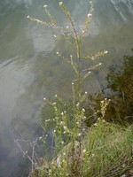 Lepidium graminifolium