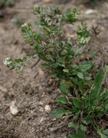 Lepidium heterophyllum