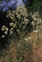 Lepidium latifolium