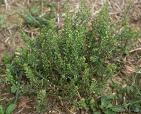 Lepidium ruderale