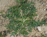 Lepidium squamatum