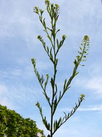 Lepidium virginicum