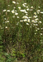 Leucanthemum vulgare