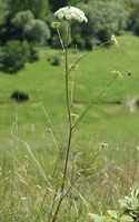 Libanotis pyrenaica