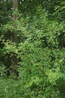Ligustrum vulgare