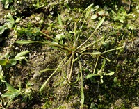 Limosella aquatica
