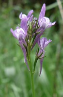 Linaria pelisseriana