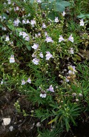 Linaria repens