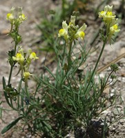 Linaria supina