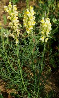 Linaria vulgaris