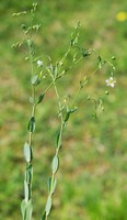 Linum catharticum