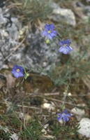 Linum leonii