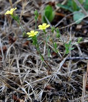 Linum trigynum