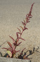 Lipandra polysperma