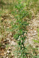 Lithospermum officinale