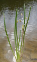 Littorella uniflora