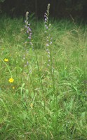 Lobelia urens