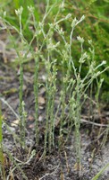 Logfia minima