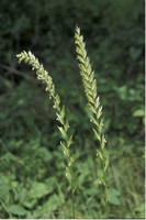 Lolium multiflorum