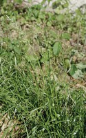 Lolium perenne