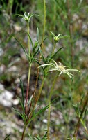 Lomelosia argentea