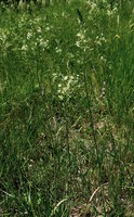 Loncomelos pyrenaicus
