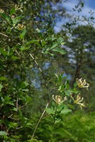 Lonicera periclymenum