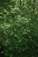 Lonicera xylosteum
