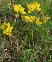 Lotus corniculatus