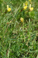 Lotus maritimus