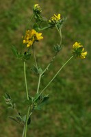 Lotus pedunculatus