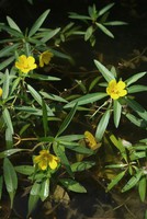 Ludwigia grandiflora
