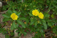 Ludwigia peploides