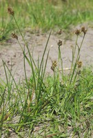 Luzula congesta