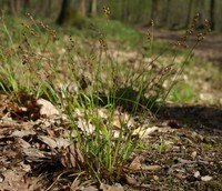 Luzula forsteri
