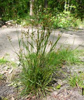 Luzula multiflora