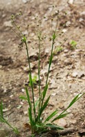 Luzula pilosa