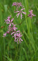 Lychnis flos-cuculi