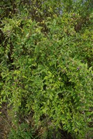 Lycium barbarum