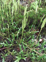 Lycopodium clavatum