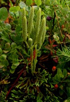 Lycopodium tristachyum