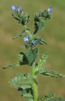 Lycopsis arvensis