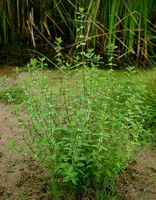Lycopus europaeus