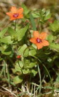 Lysimachia arvensis