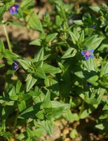 Lysimachia foemina