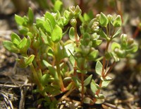 Lysimachia minima