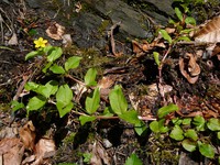 Lysimachia nemorum