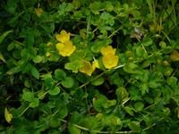 Lysimachia nummularia