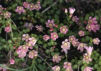 Lysimachia tenella