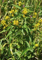Lysimachia vulgaris
